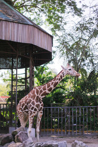 View of horse in zoo