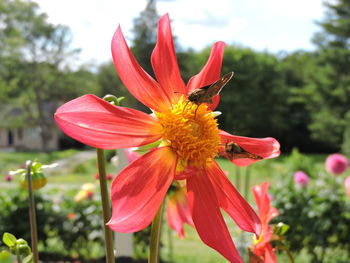 Close-up of red flower blooming against sky