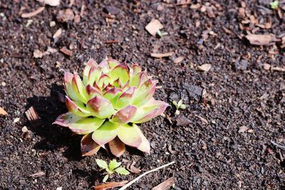 High angle view of succulent plant on field