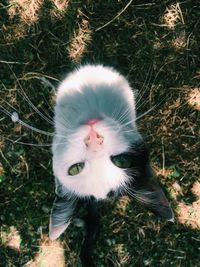 High angle view of cat on field