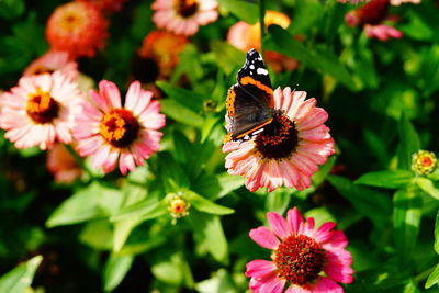 Close-up of butterfly pollinating on pink flower