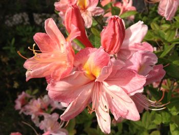 Close-up of pink day lily blooming outdoors