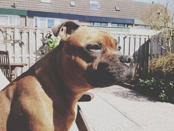 Close-up of a dog looking away