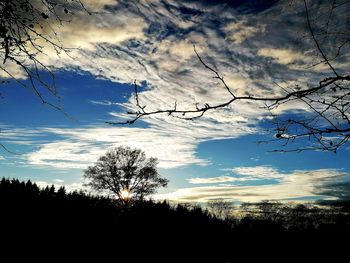 Low angle view of silhouette trees against sky during sunset