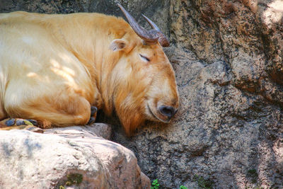 View of a resting on rock