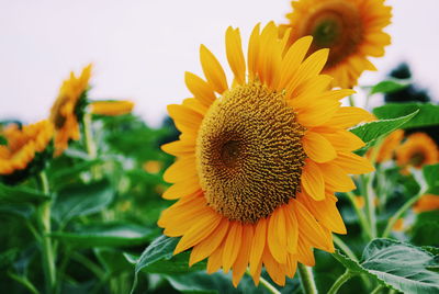 Close-up of fresh sunflower blooming against sky
