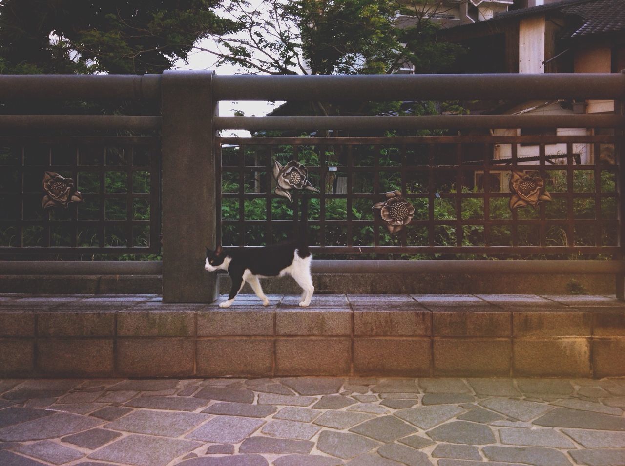 animal themes, one animal, domestic animals, pets, building exterior, mammal, full length, built structure, architecture, bird, side view, plant, railing, dog, outdoors, wildlife, day, tree, no people, animals in the wild