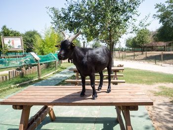 Horse in zoo