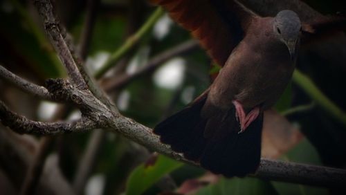 Low angle view of bird perching on tree