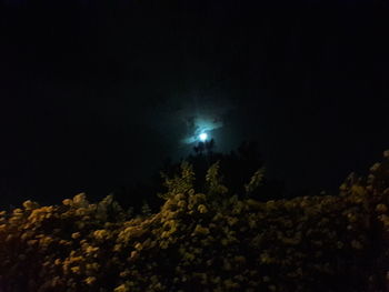 Low angle view of illuminated trees against sky at night