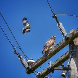 Low angle view of birds perching on cable against sky