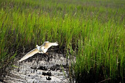 Heron flying over grass at huntington beach state park