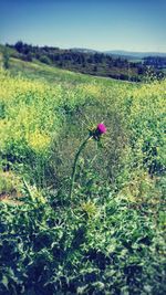 Scenic view of pink flowering plants on land