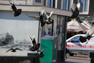 Close-up of seagull flying