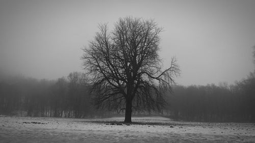 Bare trees on snow covered field