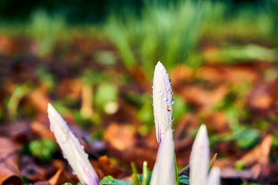 Close-up of flowering plant on land