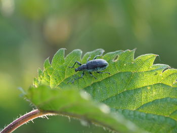 Close-up of insect on leaf