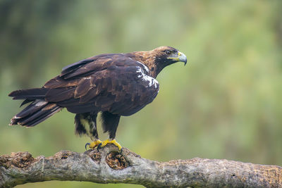 Close-up of eagle perching on branch