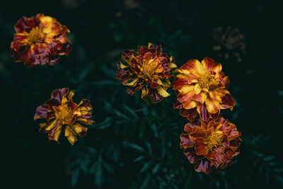 Close-up of pink flowers