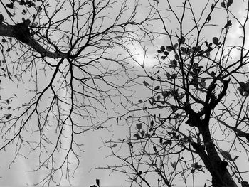 Low angle view of silhouette tree against sky