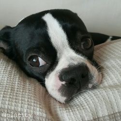 Close-up portrait of a dog