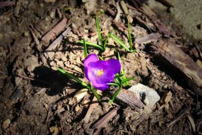 Close-up of purple flowers blooming outdoors