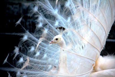 Close-up of bird flying