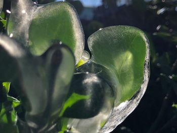 Close-up of green leaf