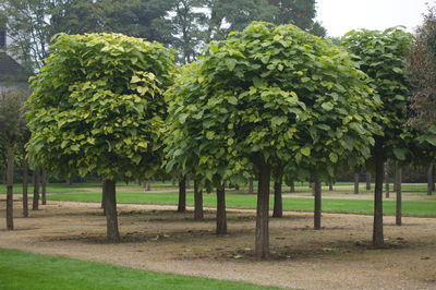 Trees in park