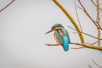 Low angle view of bird perching on branch