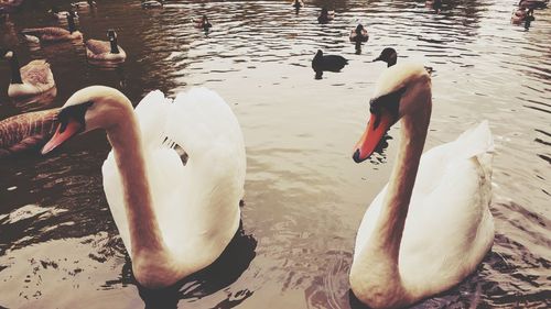 Swan swimming in lake