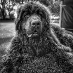 Portrait of dog sitting outdoors