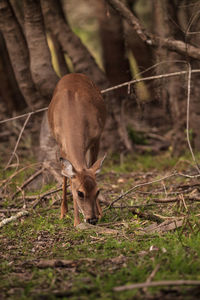 White-tailed deer odocoileus virginianus forages for clover in the wetland 