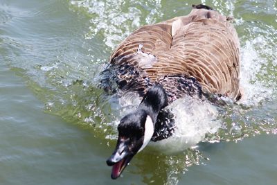 Close-up of duck swimming in lake