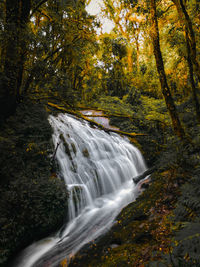 Waterfall in forest