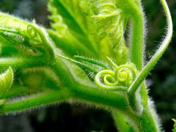 Close-up of succulent plant