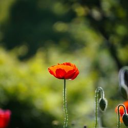 Close-up of red poppy flower