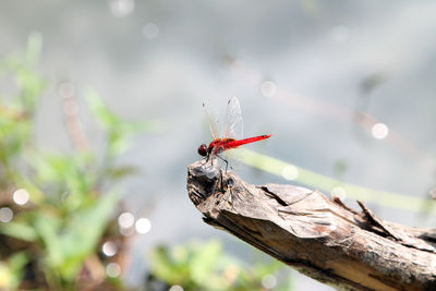 Close-up of insect on tree