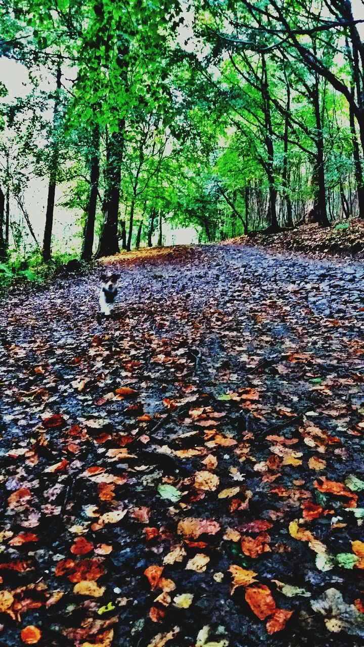 SURFACE LEVEL OF DRY LEAVES ON EMPTY ROAD