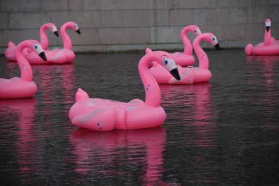 Bird shaped inflatable rafts floating on lake