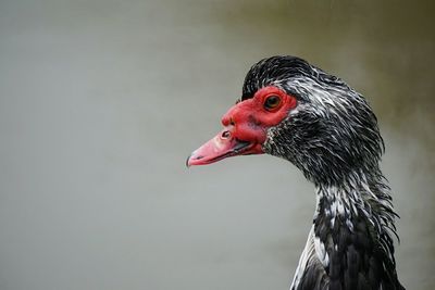 Close-up of a bird