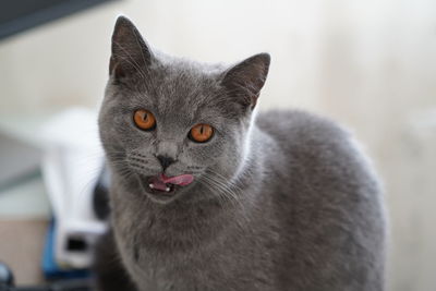 Close-up portrait of cat looking at camera