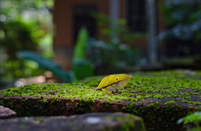 Close-up of moss growing on tree trunk