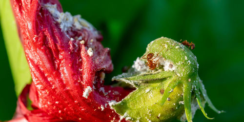 Close-up of wet red rose on plant