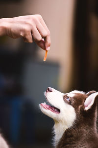 Close-up of hand holding dog