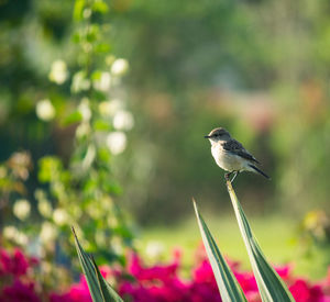 Close-up of bird perching on flower