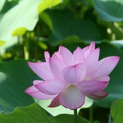 Close-up of pink lotus water lily