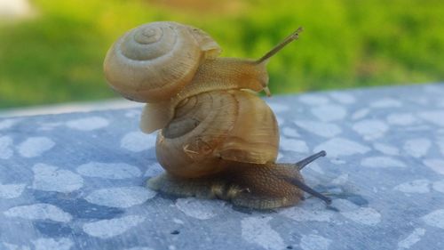 Close-up of snail