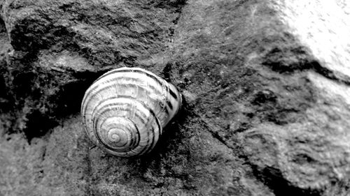 Close-up of snail on sand