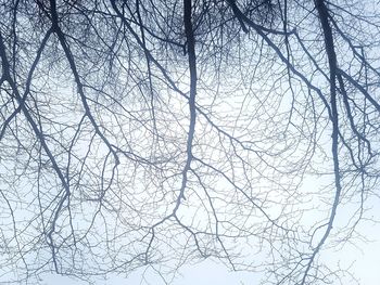 Low angle view of bare tree against clear sky